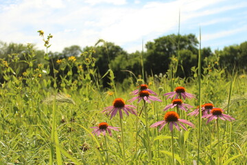 Flower field