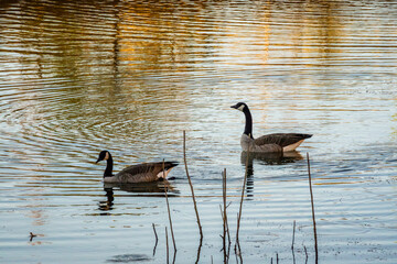 Canada Goose in Colorado Springs, Colorado