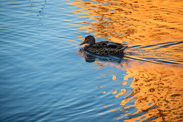 A brown Mallard swimming at Colorado Springs, Colorado