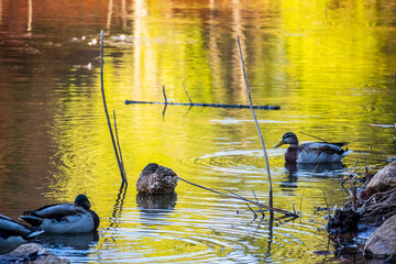 A brown Mallard swimming at Colorado Springs, Colorado