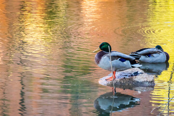 A brown Mallard swimming at Colorado Springs, Colorado