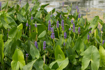 Obraz premium Pickerel weed flower - Pontederia cordata in native American flower