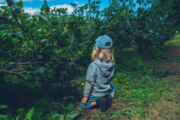 Preschooler with basket picking berries