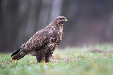 common buzzard in the forest 