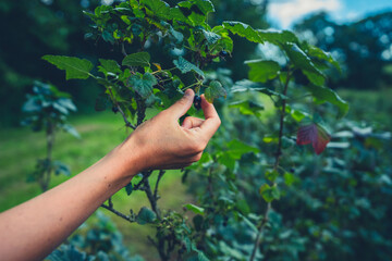Female hand picking blackcurrants