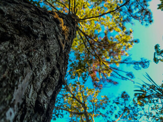 autumn tree with blue sky