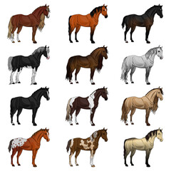 Horse breed set. Vector illustration 
