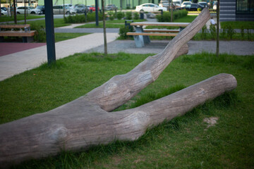 Dry tree in the playground. 