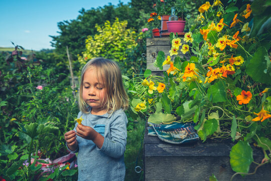 Preschooler picking an eating edible flowers