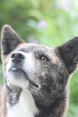 見上げる虎毛の犬