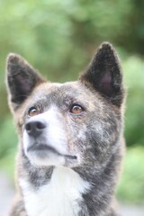 見つめる虎毛の犬