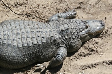 Alligator resting on sand in Florida farm, closeup