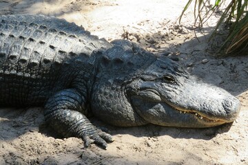 American alligator on Florida farm, closeup