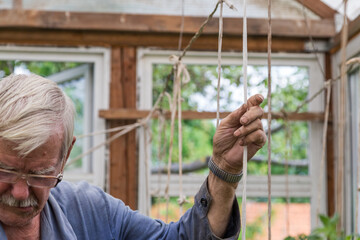 Senior Adult Man Working In The Vegetable Garden Tie Up The Tomato Plants
