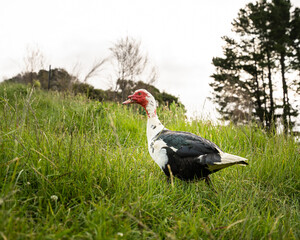 Fototapeta premium duck in the grass