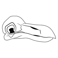 Skull of extinct bird dodo. (Raphus cucullatus). Black and white silhouette. Isolated vector illustration. © Olena