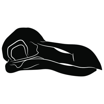 recommend clip art: Skull of extinct bird dodo. (Raphus cucullatus). Black and white silhouette. Isolated vector illustration.