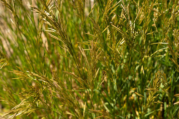 Wild grasses near Lake Tahoe