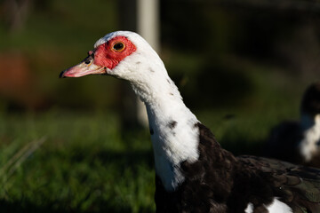 portrait of a Muscovy duck