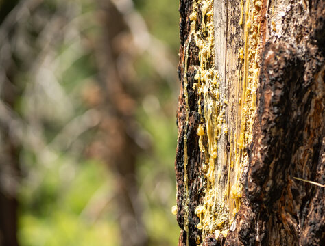 Tree Sap On A Pine