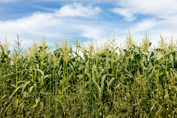 Cornfield under a cloudy blue sky.

