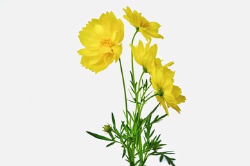Yellow cosmos flowers isolated on white background. soft focus. floral background