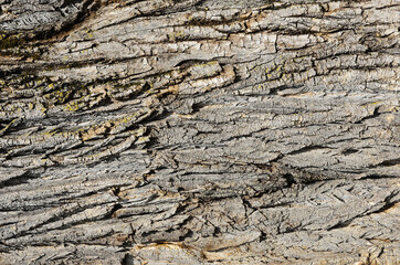 Texture of the raised tree bark in close-up.