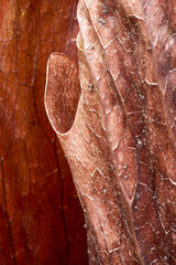 A macro image - selective-focus - detailing the venous brown dead leaf of a subtropical epiphytic plant.