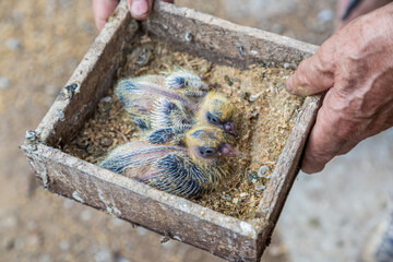 Pigeon chick in loving the human hands. © галина шарапова