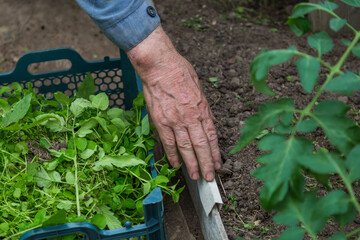Naklejka premium Old farmer an old man weeding the seedlings of tomato in his greenhouse.