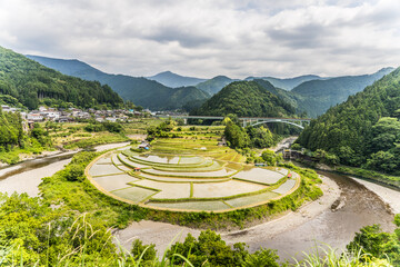 水を張り田植えを終えたあらぎ島