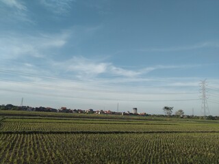 Fototapeta na wymiar rice field in the country side