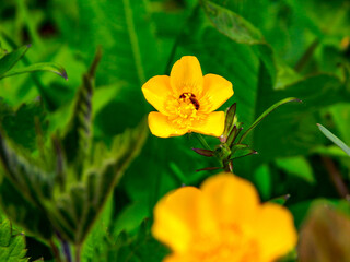 yellow flower on green background