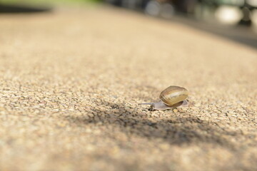 Fototapeta na wymiar Snail moving on the stone floor.