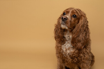 Studio portrait of a cocker spaniel dog with a beige background.  