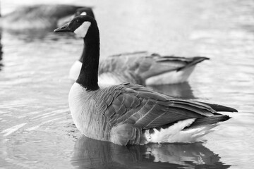 Black and white photo of two Canada geese in a river. 