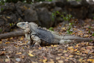 Iguana standing on the ground