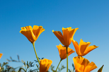 Beautiful yellow orange  poppy flowers stalk and blue sky outdoor nature flora garden
