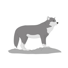 Wolf Illustration