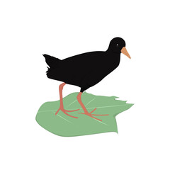 Black Crake Illustration