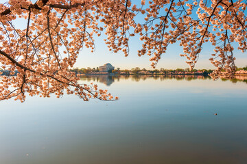 Obraz premium Tidal Basin and Jefferson Memorial during National Cherry Blossom Festival.Washington.DC.USA