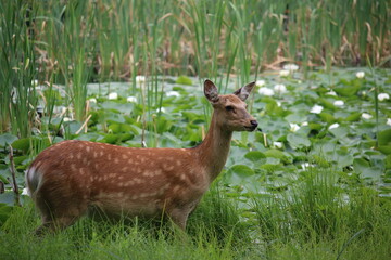 エゾジカ・北海道知床五湖
