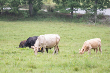 Naklejka na ściany i meble Beef cattle grazing in the rain