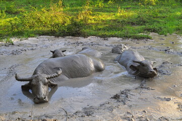Buffalo bathed in mud puddles. Livestock of buffalo in Indonesia. Animal background