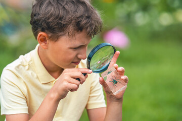 inquisitive elementary school boy studies beetle through magnifying glass in outdoor Park. examines...