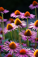 close-up of purple coneflowers (echinacea) in full bloom