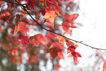 Red maple leaves