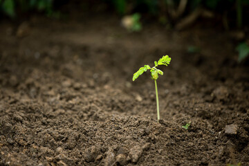 Hands of the farmer are planting the seedlings into the soil
