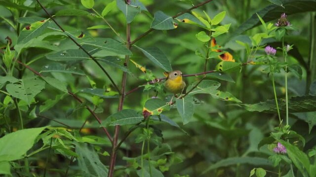Cute Warbler Common Yellowthroat Bird Sitting In Milkweed Plant Hopps Down Slow Motion