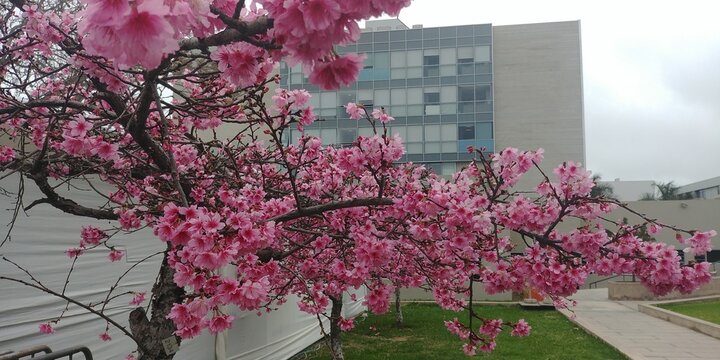 cherry blossom tree flowers blooming on university campus, building at the botom